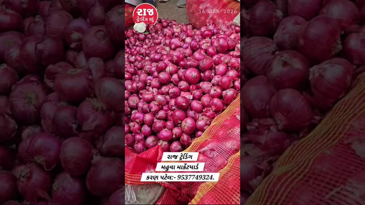 લાલ ડુંગળી ભાવ તા:- 08/01/2026 મહુવા માર્કેટયાર્ડ.  ગજાનન ટ્રેડર્સ APMC Mahuva નાં દરરોજના ભાવ