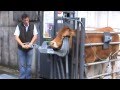 Cattle head holder cow scoop part 1