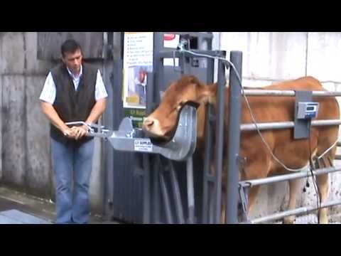 Cattle Head holder /Cow Scoop part 1