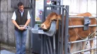 Cattle Head holder /Cow Scoop part 1
