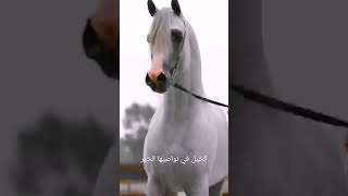 ٩ أبريل، ٢٠٢٣