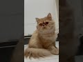 Tiger is happy