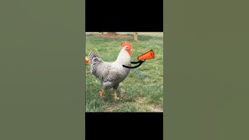 chicken with arms 💪😁#shorts #doodle #shortvideo