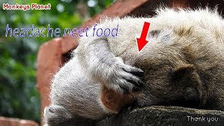 So pitiful to adorable fat father Charlie | Charlie is so full hungry , need food till headache.