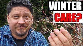 Winter Blueberry Care Must Dos!