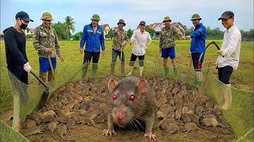 Hành Trình 3 Năm Dùng Lưới Bắt Chuột Đầy Kịch Tính Và Hấp Dẫn