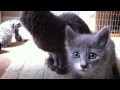 UK Nebelung cats and their kittens の動画、YouTube動画。