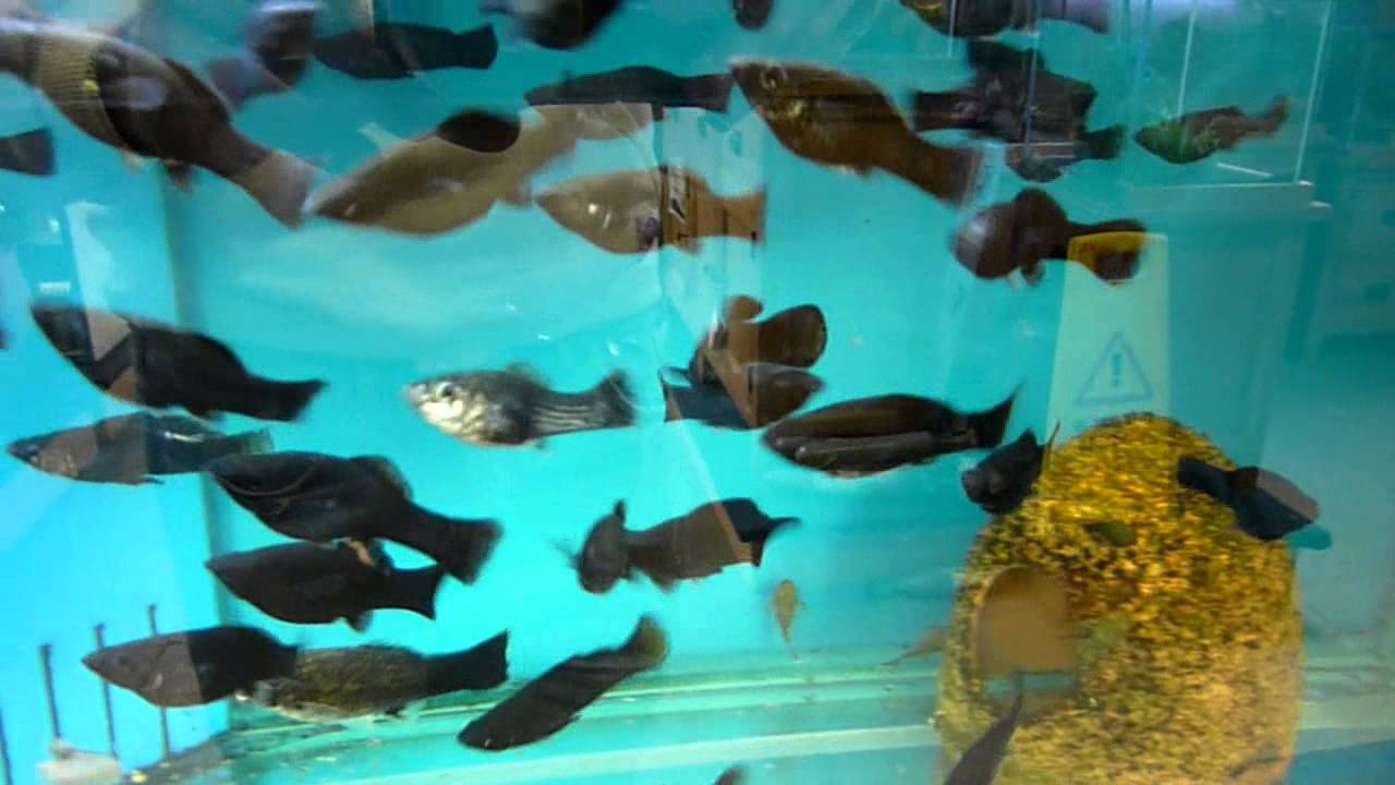Black Molly Poecilia Sphenops Tropical Fish Site