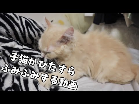 【ふみふみ】子猫がひたすらふみふみする動画