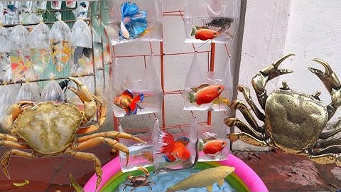 Tìm kiếm cá molly bong bóng , cua quái vật , cá bảy màu , cá beta , rùa ,cá trắm , lươn , cá vàng