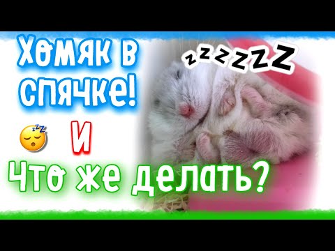 Что Делать Если ХОМЯК ВПАЛ В СПЯЧКУ?🐹он умер или нет?! 😰 яХрумка