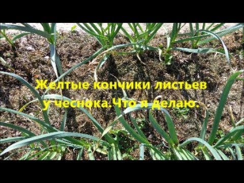 Желтые кончики листья у чеснока.Что я делаю.