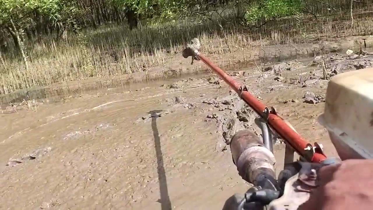 chạy vỏ lãi trên bùn lầy gần cửa biển