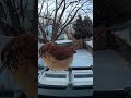 A Carolina Wren stops by