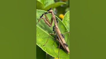The Ending For The Praying Mantis That Attacked The Ants