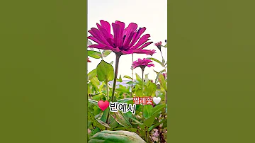 빈예서 찔레꽃 The트롯show 에레지공주예서 예서 꺽기요정예서 미스트롯3 The트롯show 