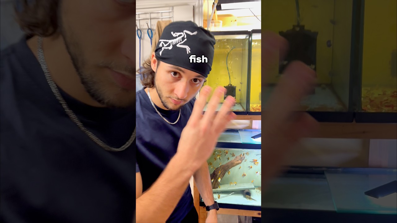 4 мифа о разведении рыб наконец-то развенчаны!✅ 