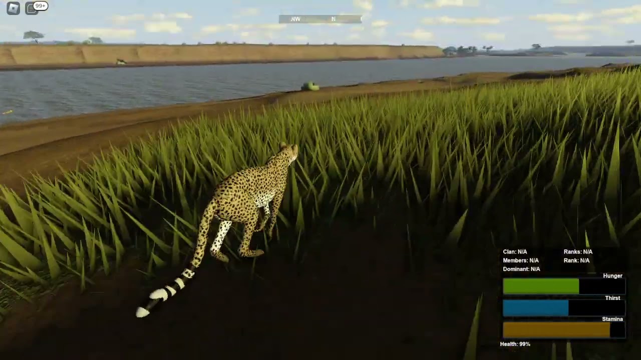 cheetah hunting kongoni [ wild savanna ]