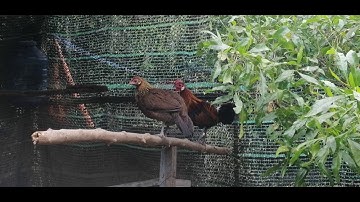 Gà Rừng _ ghép đôi trống rừng rặc và mái F1 mùa sanh sản