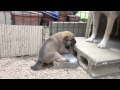 必死にブロックを上る子犬