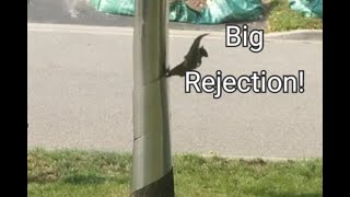 Squirrel Rejection 2 | Train Your squirrels from wrecking your tree & your life 🌲| Easy solution