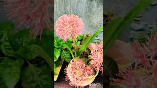 ball Lili plant #gardeing #nature #flowers