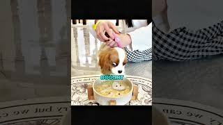 Lucy Can’t Wait to Eat Her Yummy Food… 😂🍗💥 #shorts #funny #comedy #viral Lucy Can’t Wait to Eat Her Yummy Food… 😂🍗💥 #shorts #funny #comedy #viral