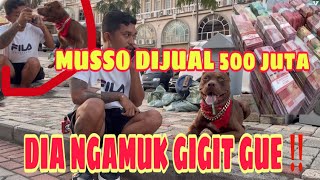 MUSSO NGAMUK KARENA DIJUAL 500 ‼️