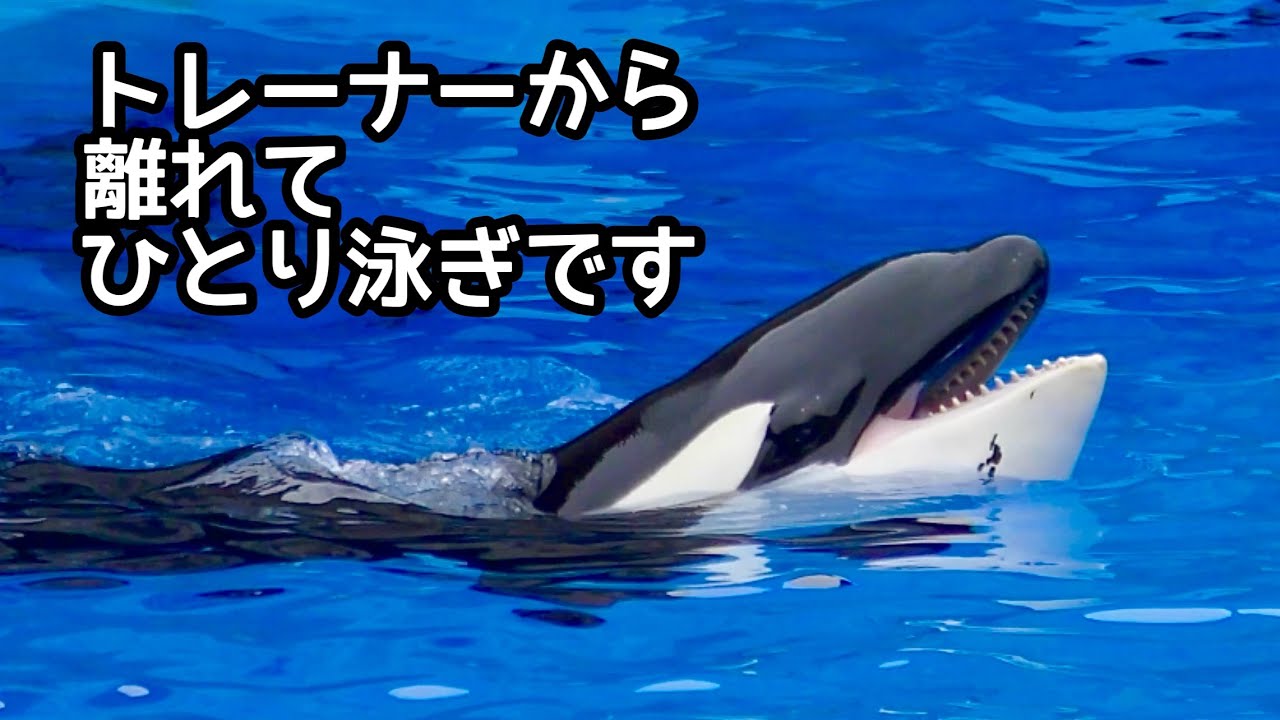 シャチ リンちゃん トレーナーから離れてひとり泳ぎます【名古屋港 