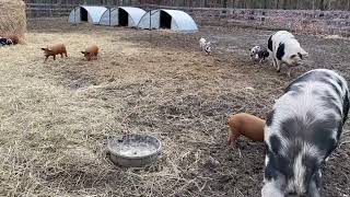 CHARLOTTE'S WEB EDUCATION: Watch the Piglet Webcam