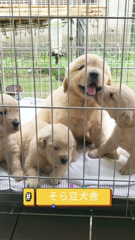 そら豆犬舎 Youtube
