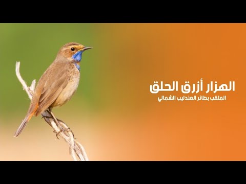 طائر الهزار ازرق الحلق صائد الذباب الملقب بطائر العندليب الشمالي كويست عربية