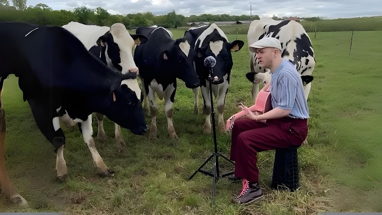 Mann Singt Für Tiere – Und Ihre Herzergreifende Reaktion Wird Dich Verzaubern!