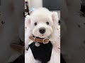 💓💓💓 #DogCareTips#DogLovers#shorts#short#goviral