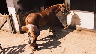 修马蹄 Hoof Repair Horse 马儿很乖很配合.专业修蹄师您听说过吗 #修马蹄 #horse #Hoof Repair Horse