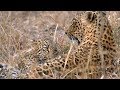 SafariLive June 30- Little leopard Tlalamba is full of beans!