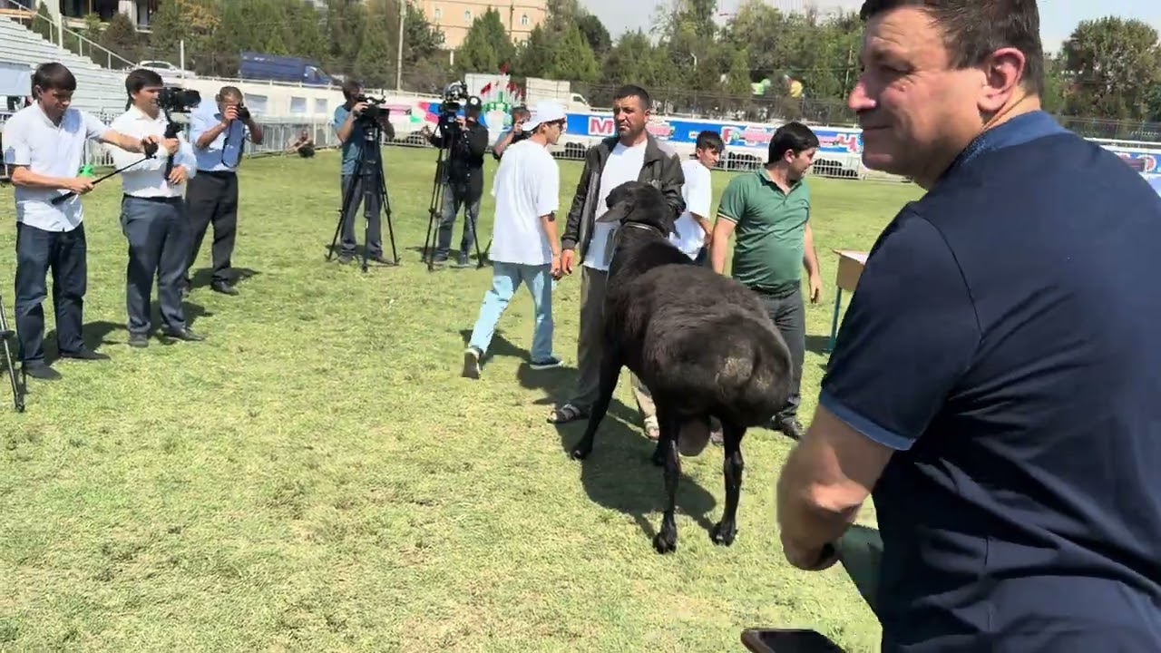 Репортаж с выставки гиссарских овец в Гиссаре, Таджикистан сентябрь 2025 год