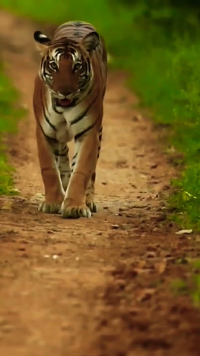 🐅🐅🐅 Tiger Panthera tigris Tigre 🐯🐯🐯🐯 Tiger Panthera tigris Tigre Tiger Panthera #doyouknownature