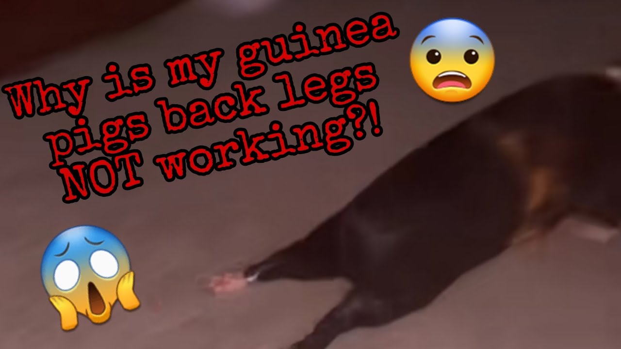 Curated visual reference: Fresh Look at Why Is My Guinea Pigs Back Legs Not Working Explanation