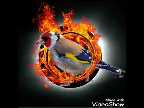 حسون الشرق الجزائري سوق هراس بوعشة