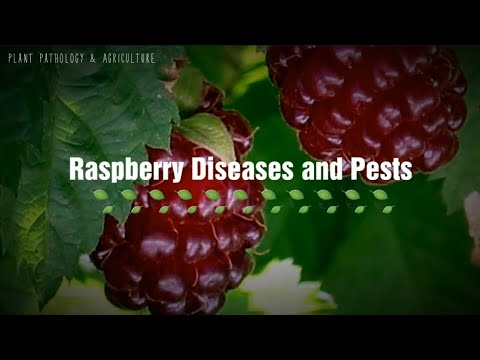 Video: Raspberry diseases and their control