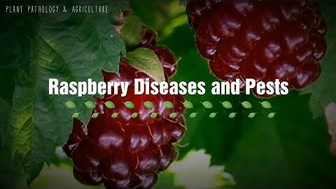 Raspberry Diseases and Pests | Symptoms