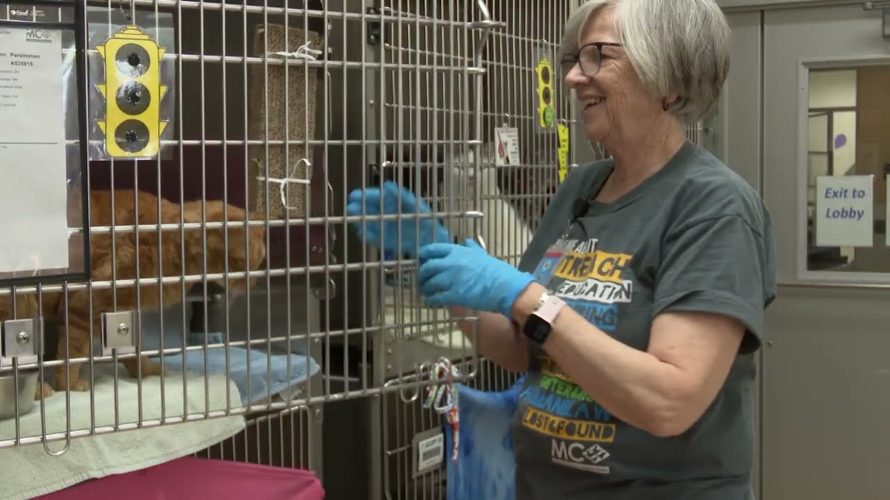 Из-за финансовых трудностей приюты для животных переполнены, а банки кормов для домашних животных...