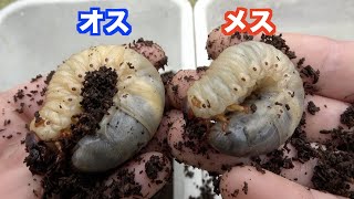 カブトムシの幼虫のオスとメスの判別方法