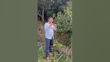 Cây Điều màu | 0386569374 - Ngọc Ngân Bến Tre | Chuyên cây độc lạ