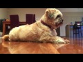 Alfie, Lhasa Apso, obedience training の動画、YouTube動画。