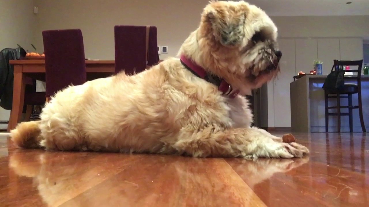 Alfie Lhasa Apso Obence Training You Alfie Lhasa Apso Obence Training