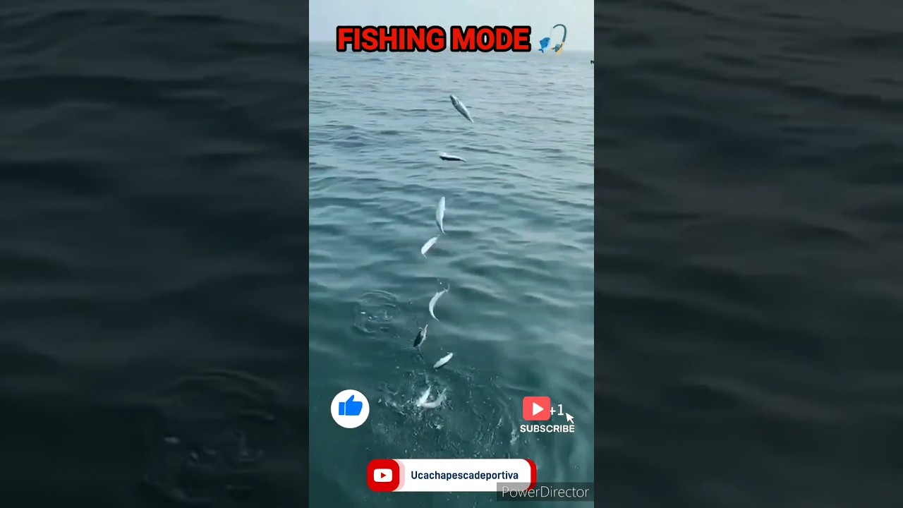 Pesca Sardinas #viral #pescar #shortvideo #pesca #pescaurbana #mexanglers #fish #sardinas