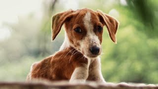 Puppies Wait For Its Look