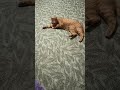 #cat#friendlі#sweet#nice#lol#sleep#beautiful